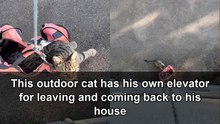 Clever outdoor cat rides a bag elevator back into his home