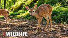 Hidden Trail Camera Captures Wild Deer in the Forest