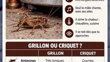 Un « cri-cri » chez toi la nuit ?