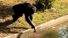Joyful monkey energetically engages in catch with kids at Tulsa Zoo