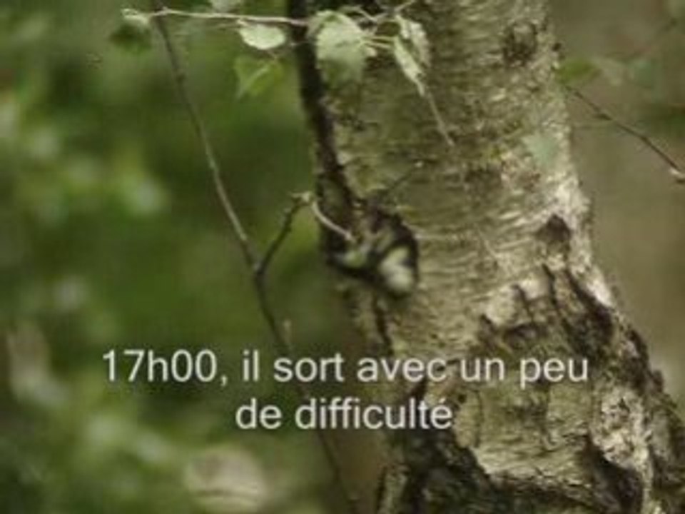 Pic épeiche