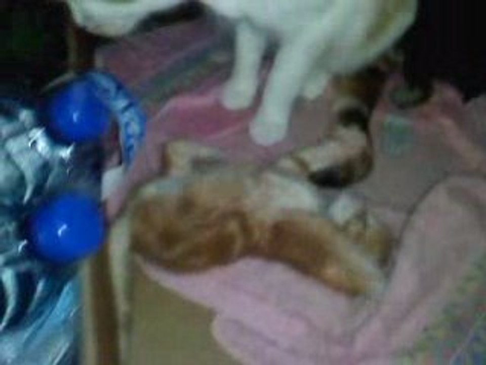 petit chaton 29/08/08