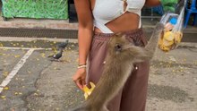 Tourist Loses Snack Bag to Quick-Witted Monkey at Monkey Cave