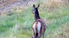 Adorable doe explores the field with her equally charming fawn