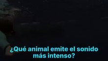 El sonido más potente del reino animal
