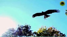 Eagle dangerous fight