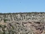 Eté 2008 - Etats-Unis / oiseaux dans le Grand Canyon