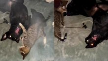 This comical showdown between a cat and a dog will leave you in stitches!