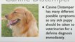Canine Distemper - Distemper - Dog Symptoms and Diseases