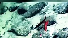 Une crevette des abysses dévore un poisson-dragon vivant