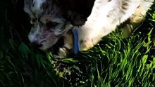 Tiny Rescue Puppy Rolls in Grass for the First Time 🥹🐾