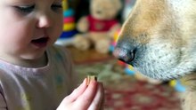 Senior Rescue Dog Gently Takes a Treat From a Toddler's Hand 🥹🐾