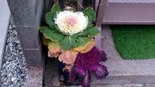 ハボタン