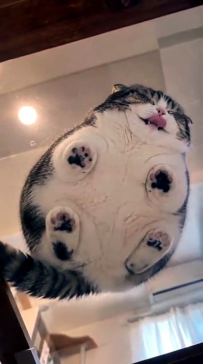 Flat cat - video Dailymotion