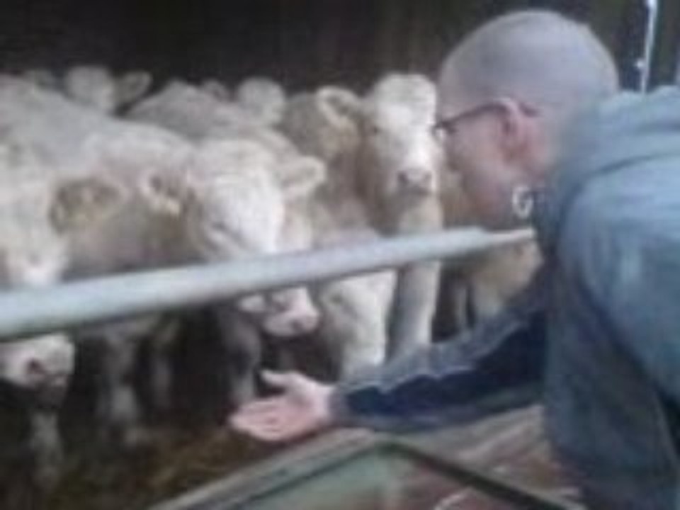 l'ami des vache