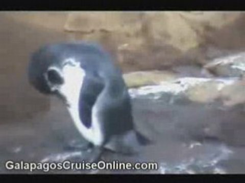 Penguins - Galapagos Islands Ecuador