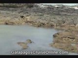 Marine Life- Galapagos Islands Ecuador