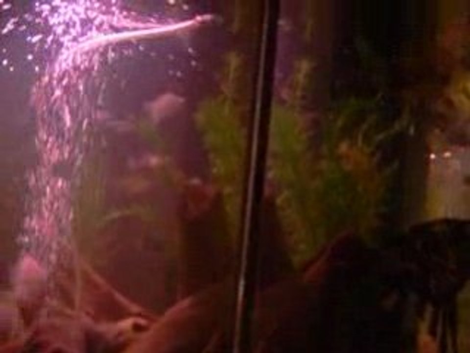 Mon Aquarium 250 Litres Nouvelle Déco !!!!