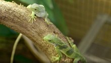 Meet Fiji's adorable iguana babies