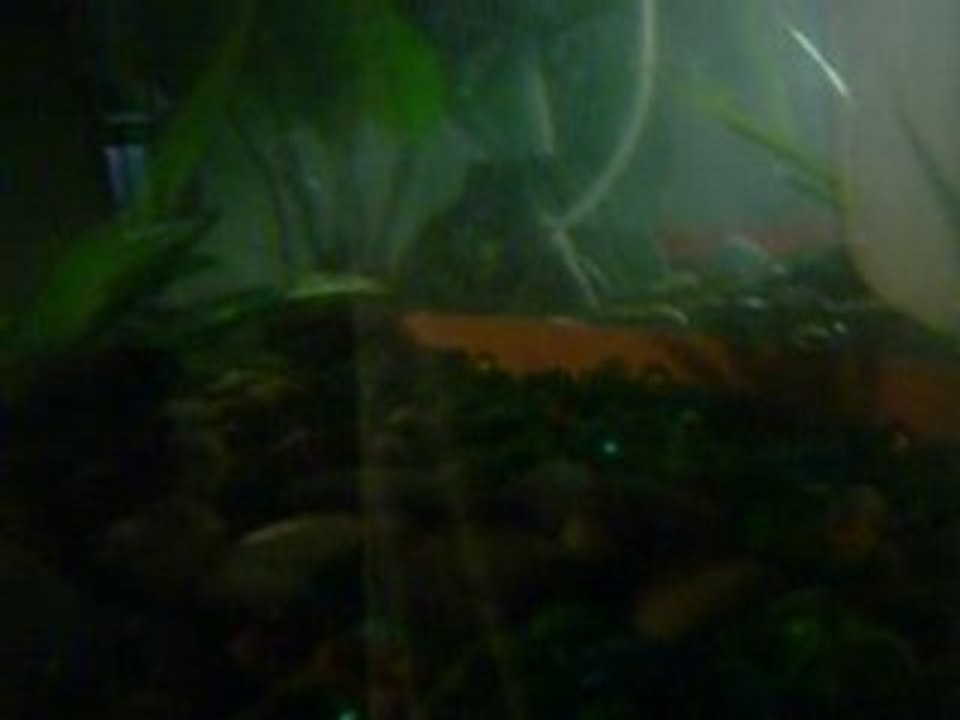 Notre Axolotl