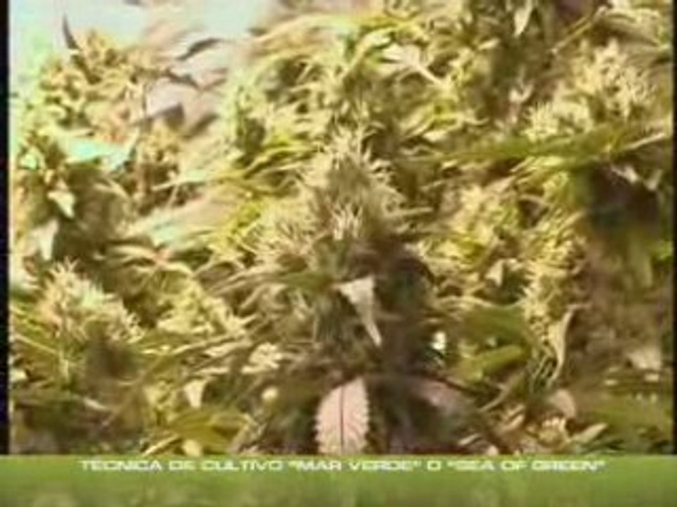 Cannabis Marijuana indoor 5