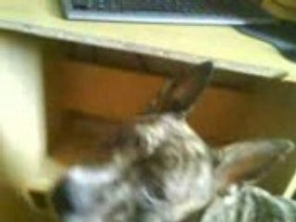 Bullma