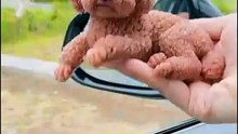 Bouncy Puppy Car Dashboard Decoration 🐶