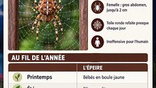 La grosse araignée à croix blanche près de ta porte : l'épeire diadème
