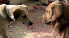 Rescue Dog Meets Its New Sibling — Instant Play Bow 🥹🐾