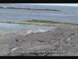 Walking with iguanas in Galapagos