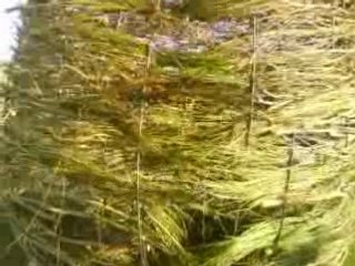 exposition jardins secrets