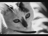 Photos chats noir et blanc