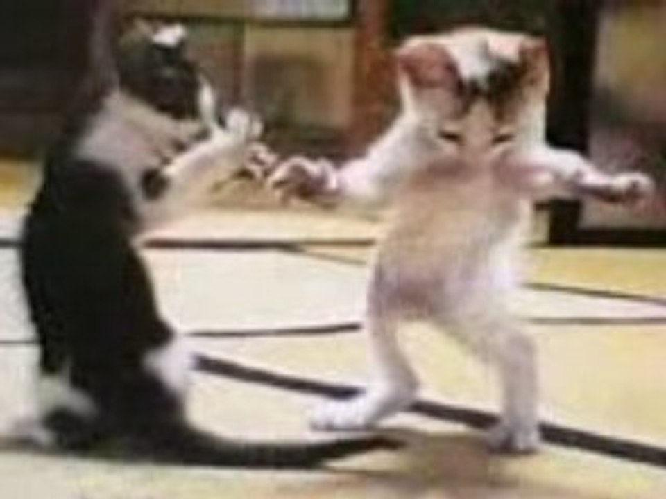 LA Danse Du Chat