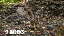 Wild Hawk Spreads Its Wings in the Forest | Hidden Wildlife Camera Footage