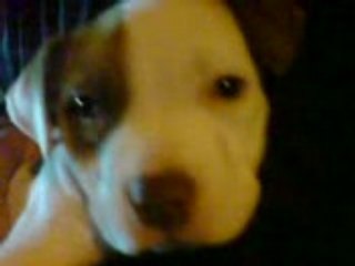 Mims roucoups et oseille le bb red nose