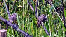 BEAUTIFUL BIRD SONGS