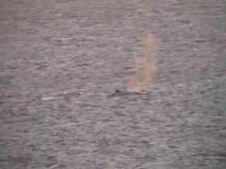 baleines à saint leu