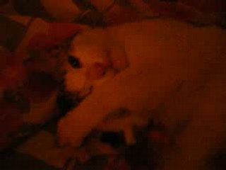 chat qui jou avec une peluche