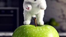 Micro Puppy Balances on a Giant Apple! 🍏🐶