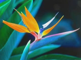 Très BELLE Lecture de CHEIKH Al Boukhatir