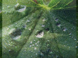 Chaine Al 'Afasy TV Takbeer A ECOUTER !!