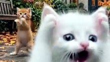 Dancing Cats & Dog 😻 Funny Cat & Dog Videos #viral