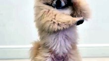 Dancing Cats & Dog 😻 Funny Cat & Dog Videos #viral
