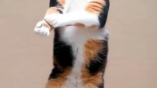 Dancing Cats & Dog 😻 Funny Cat & Dog Videos #viral
