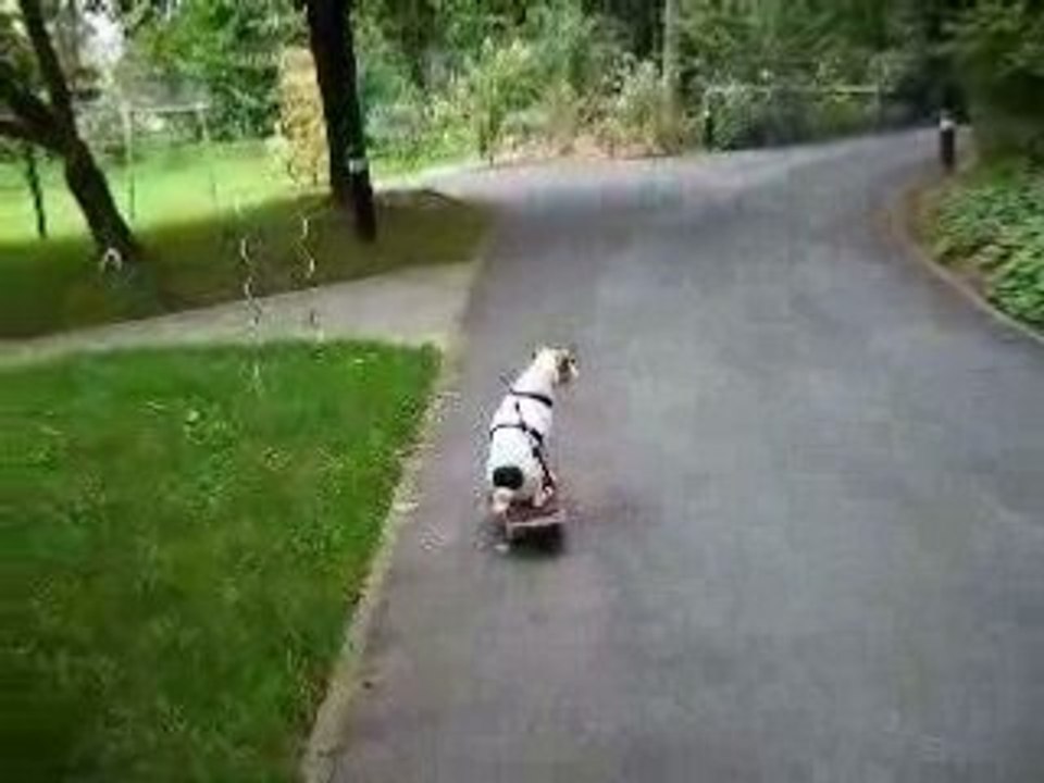 le chien qui fait du skatboard