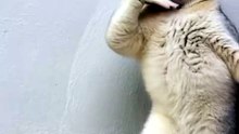 Funny Cat & Dog Videos 😻 Adorable Dancing Cats & Dog #viral #funny