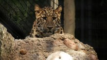 A closer look at how zookeepers care for the Amur leopard