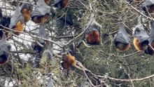 Bats Suspended From Trees at Floriade