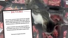 Reyonda et yiyen kedinin görüntülendiği markete 52 bin TL ceza