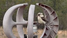 Kookaburra Enjoys a Turn on an Off-Grid Wind Turbine